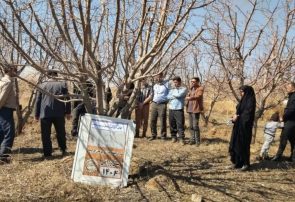 برگزاری دوره‌های آموزشی چالکود و تغذیه باغات در شهرستان چاراویماق با هدف ارتقای بهره‌وری