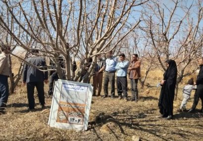 برگزاری دوره‌های آموزشی چالکود و تغذیه باغات در شهرستان چاراویماق با هدف ارتقای بهره‌وری