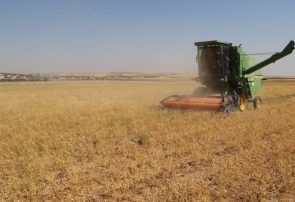 کاهش تلفات برداشت و حذف وجین در کشت حبوبات دیم با آرایش کاشت جفت ردیف کاهش تلفات برداشت و حذف وجین در کشت حبوبات دیم با آرایش کاشت جفت ردیف