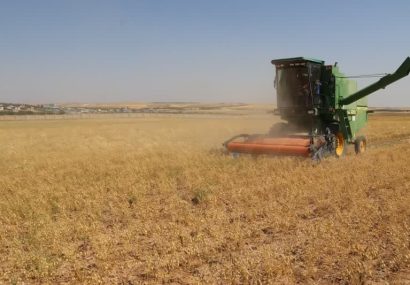 کاهش تلفات برداشت و حذف وجین در کشت حبوبات دیم با آرایش کاشت جفت ردیف کاهش تلفات برداشت و حذف وجین در کشت حبوبات دیم با آرایش کاشت جفت ردیف