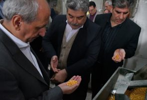 تولید ۹۹ درصد لپه کشور در شهرستان آذرشهر