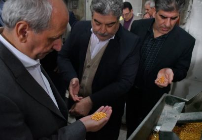 تولید ۹۹ درصد لپه کشور در شهرستان آذرشهر