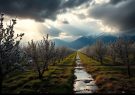 تمهیدات جدی برای پیشگیری از سرمازدگی دیررس بهاره در بخش کشاورزی آذربایجان شرقی