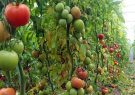 صادرات یکهزار تن محصولات گلخانه‌ای از ارس به بازارهای بین‌الملل