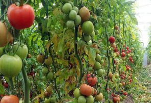 صادرات یکهزار تن محصولات گلخانه‌ای از ارس به بازارهای بین‌الملل