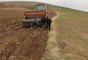آغاز کشت گاودانه در اراضی دیم بستان‌آباد