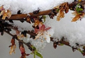 هشدار سرمازدگی محصولات به کشاورزان آذربایجان شرقی