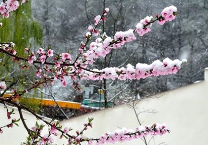 برف بهاری شهرهای شمال شرق آذربایجان‌شرقی را سفیدپوش کرد
