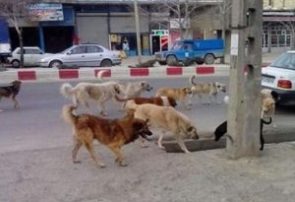 سگ‌های بلاصاحب؛ تهدیدی خاموش یا فاجعه شهری!