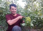پسته کاری در آذربایجان با شعار “هر آذربایجان لی، بیر پوسته باغی”!