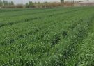 علف‌های هرز، سن و زنگ گندم تهدیدی جدی برای مزارع