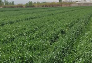 علف‌های هرز، سن و زنگ گندم تهدیدی جدی برای مزارع