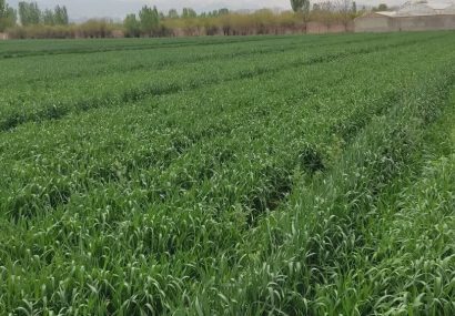 علف‌های هرز، سن و زنگ گندم تهدیدی جدی برای مزارع