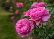 تولید بیش از ۴ هزار تن گل محمدی در آذربایجان شرقی