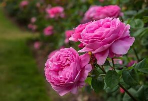 تولید بیش از ۴ هزار تن گل محمدی در آذربایجان شرقی