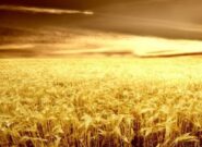 آغاز برداشت ۸ هزار هکتار گندم در شهرستان خداآفرین