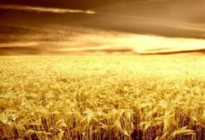 آغاز برداشت ۸ هزار هکتار گندم در شهرستان خداآفرین