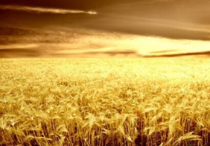 آغاز برداشت ۸ هزار هکتار گندم در شهرستان خداآفرین