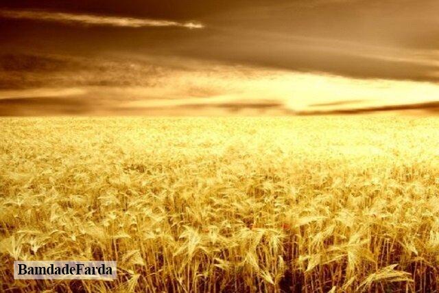 آغاز برداشت ۸ هزار هکتار گندم در شهرستان خداآفرین