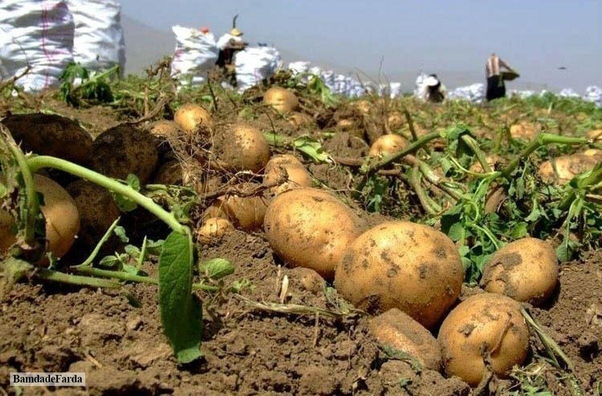 پیش‌بینی برداشت ۷۹ هزار تن سیب‌زمینی بهاره و تابستانه از مزارع آذربایجان شرقی