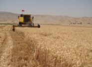 نوسازی ناوگان برداشت غلات، راه‌حلی برای کاهش ضایعات